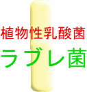 すぐき漬けと植物性乳酸菌ラブレ菌の関係